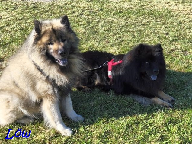 21.6.2025 - Dwix und Howard warten auf das Feuer